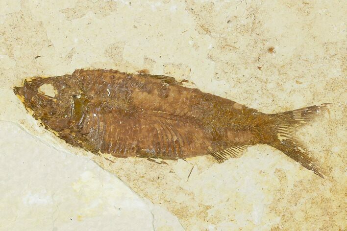 Detailed Fossil Fish (Knightia) - Wyoming #155476
